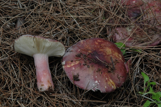Russula torulosa?